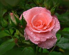 Rose.jpg