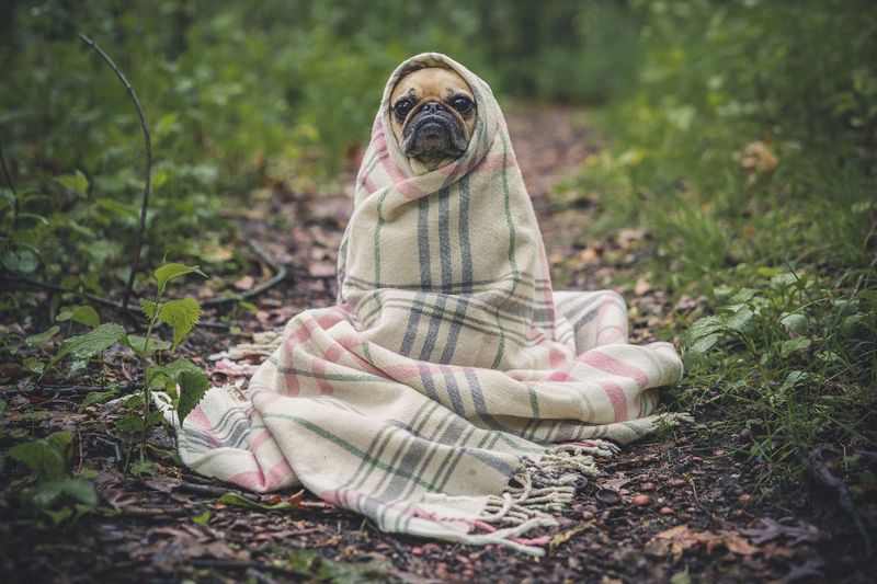 Datei:Pug-801826 1920.jpg