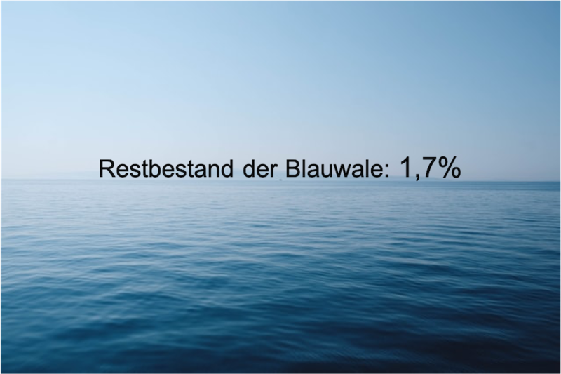 Datei:Blauwal.png