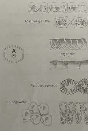 AAbschlussgewebe.jpg