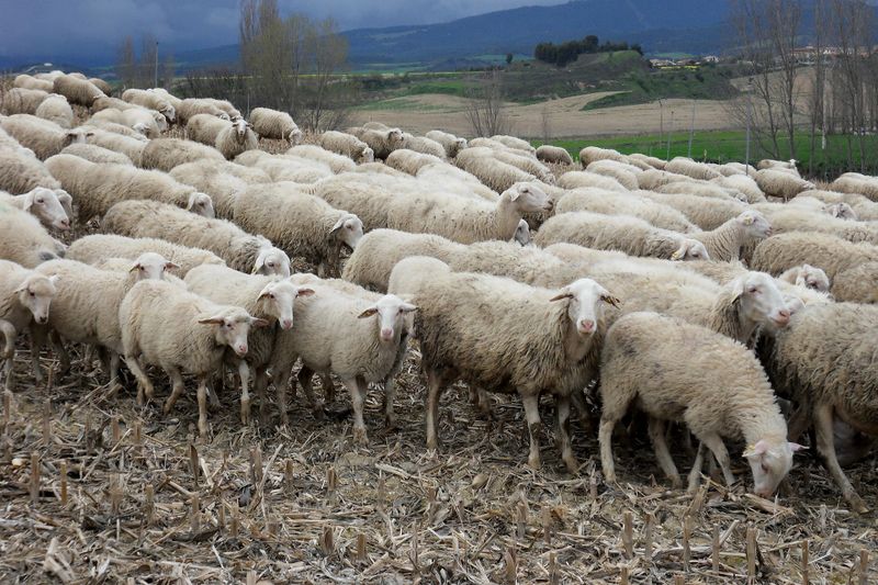 Datei:Sheep-250389 1920.jpg