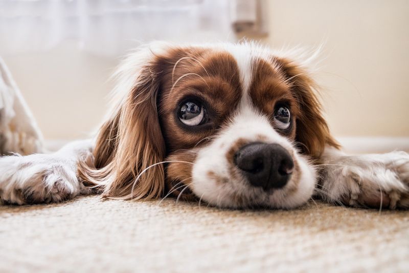 Datei:Dog-2785074 1920.jpg