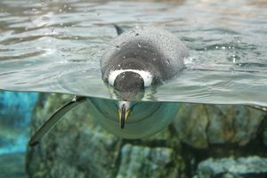 Penguin-1662363 1920.jpg