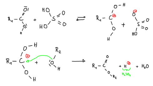 Reaktionsmechanismus Ester mit Katalysator.png