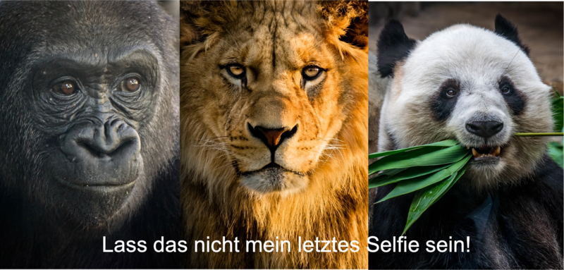 Datei:Selfie.png