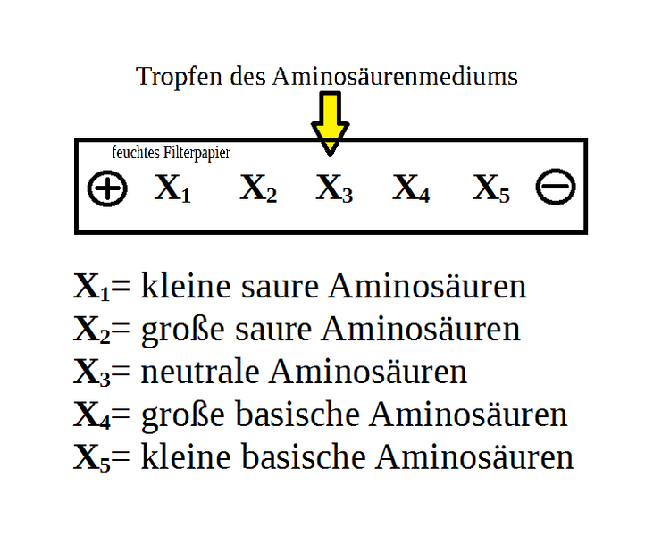 Datei:Elektrophorese.png