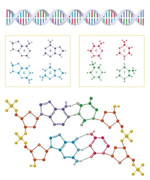 Dna-g18afee01d 640.jpg